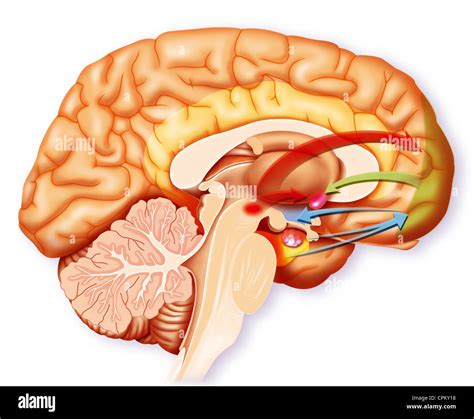 Ventral Striatum Anatomy