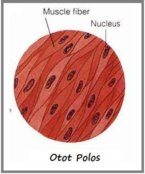 BIOLOGI GONZAGA: BEDA OTOT POLOS LURIK DAN JANTUNG