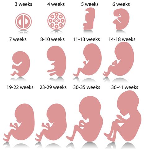 Week By Week Fetal Development Chart