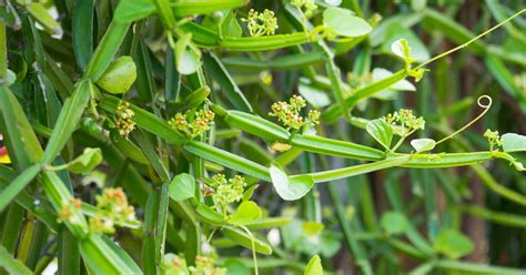 Cissus quadrangularis: Uses, Benefits, Side Effects, and Dosage