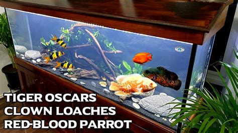 Best Large Peaceful Tank Mates for Tiger Oscar Fish