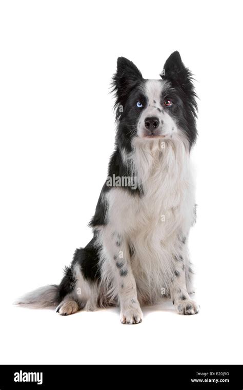 border collie sheepdog Stock Photo - Alamy