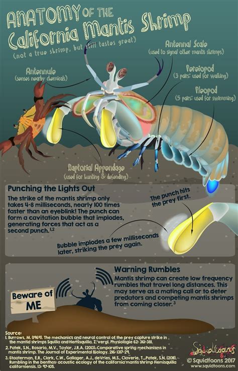 Anatomy of the California Mantis Shrimp | Marine biology, Marine biology schools, Mantis shrimp