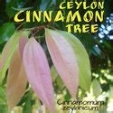 Polynesian Produce Stand : CEYLON CINNAMON SPICE TREE Cinnamomum zeylanicum LIVE 3ft Plant in ...