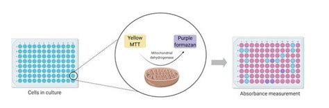 MTT Assay Protocol for Cell Viability and Proliferation