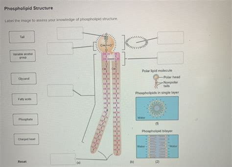 Phospholipid Diagram Labeled