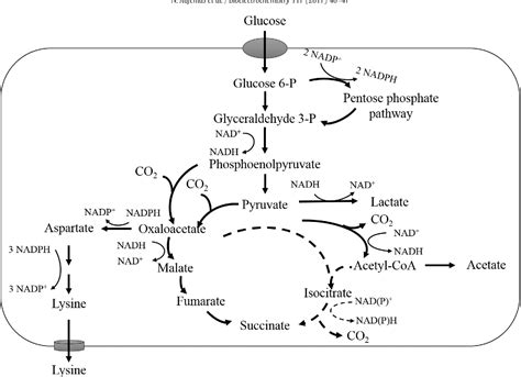 Figure 2 from Enhancement of anaerobic lysine production in ...