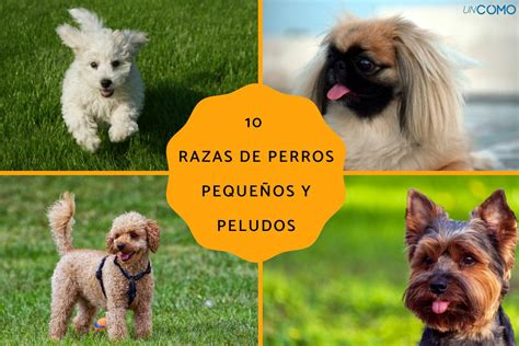 café Pelágico Impulso tipos de razas de perros peludos Explicación ...