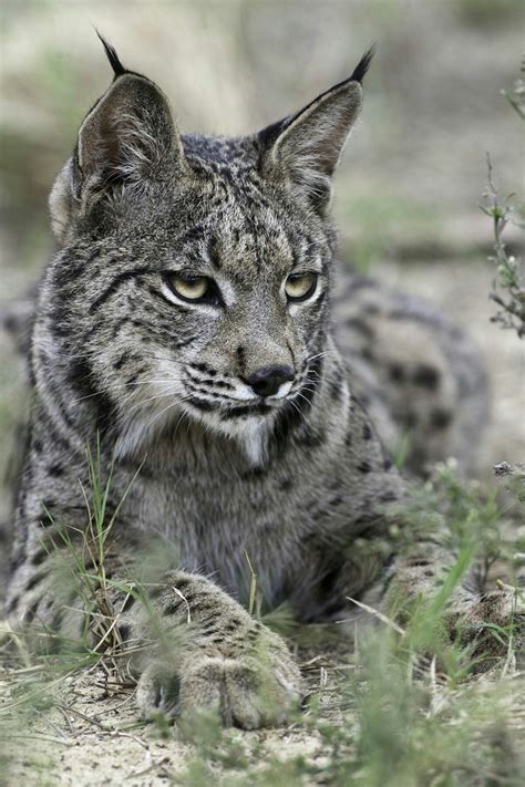 Pin by terri elliott on just cats | Iberian lynx, Wild cats, Lynx