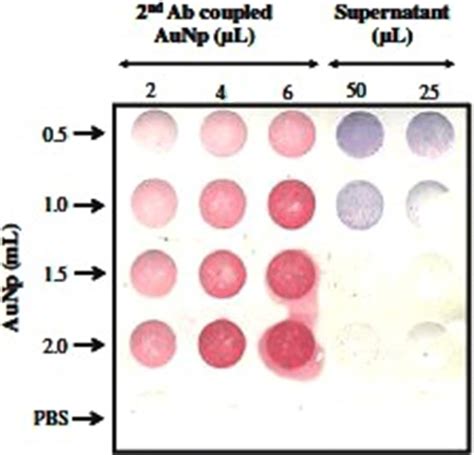 Immuno-dot blot analysis used for the identification of optimum... | Download Scientific Diagram