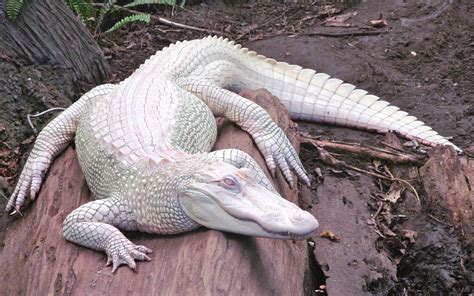 alligators, Albino, Nature, Animals Wallpapers HD / Desktop and Mobile Backgrounds