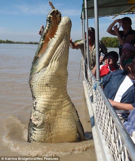 Giant crocodile Brutus gives tourists a shock as he leaps from water | Daily Mail Online