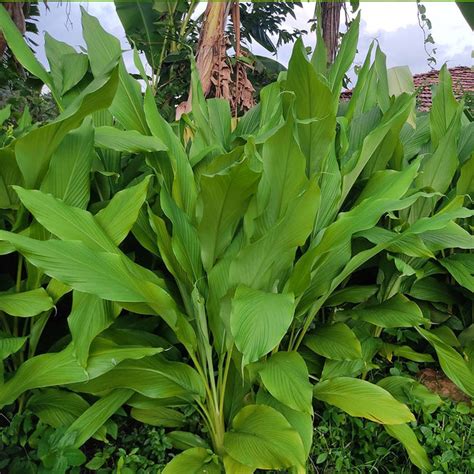 Turmeric Plants for Sale – FastGrowingTrees.com