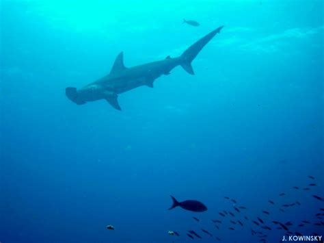 Fossilguy.com: Hammerhead Sharks - Facts and Information about ...