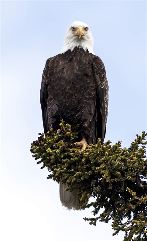 Bald Eagle Perched Free Stock Photo - Public Domain Pictures