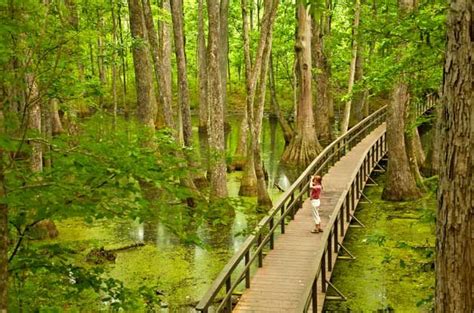 Go Birdwatching in Different Bird Habitats - Birds and Blooms