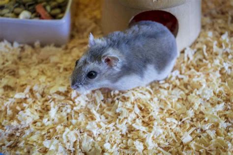 Winter White Hamster Facts - Everything You Need To Know