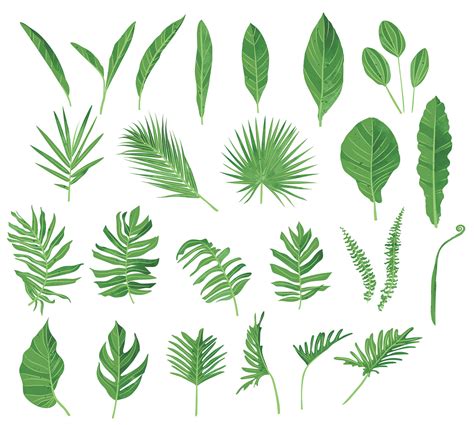 Vector Leaves Pack - 24+ Leaf Vectors, PSDs & PNGs - DesignerCandies