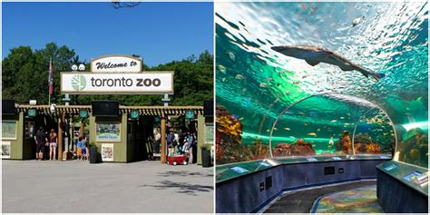 Toronto Zoo & Ripley’s Re-Opening Plan Involves Using Google Maps For ...