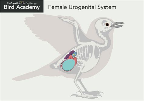 All About Bird Anatomy | Bird Academy • The Cornell Lab