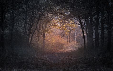 Forest during Dawn · Free Stock Photo
