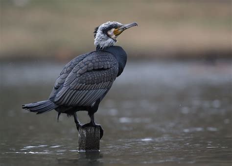 Get to know the cormorant: habitat, characteristics and reproduction