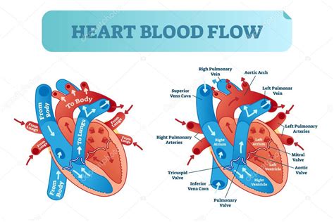 Heart blood flow circulation anatomical diagram with atrium and ventricle system. Vector ...