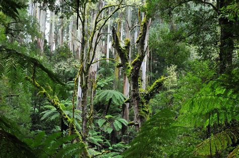 Eastern Australian Temperate Forests | One Earth