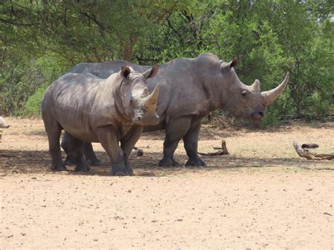 Why Rhinos Need Their Horns - Baby Rhino Rescue