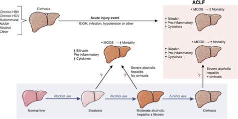 Why is AST/ALT 2:1 in Alcoholic Hepatitis? | Medicine Specifics