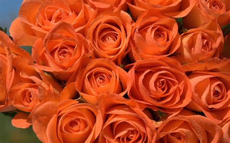 Orange Roses - Wallpaper, High Definition, High Quality, Widescreen