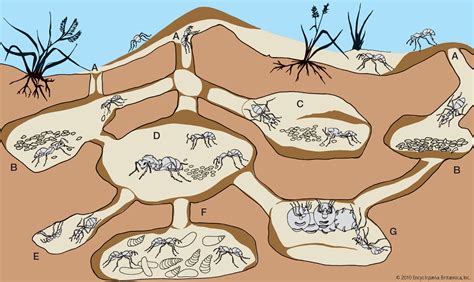 Ant Colony Structure Pictures to Pin on Pinterest - PinsDaddy