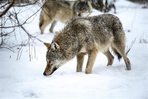 Gray wolf in the snow 20501498 Stock Photo at Vecteezy