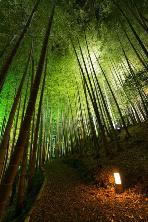 Bamboo forest at night Photo by Markus Ziltener -- National Geographic Your Shot | Night forest ...