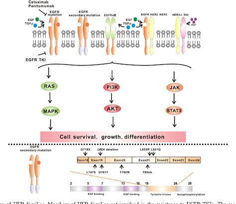 Figure 2 from Mechanisms of resistance to EGFR tyrosine kinase inhibitors | Semantic Scholar