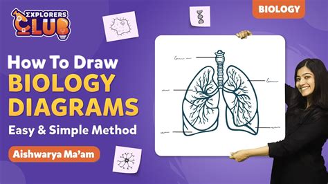 How To Draw Biology Diagrams Easily Tricks For Biolog - vrogue.co