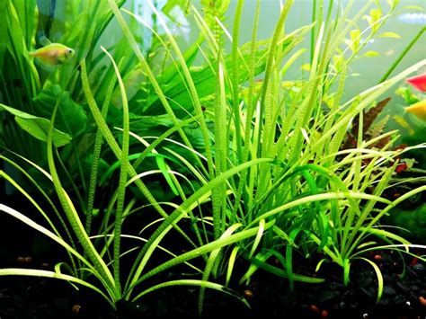 Tips for Thriving Low Light Aquarium Plants: A Plant Ideas Guide - Plant Ideas : Plant Ideas