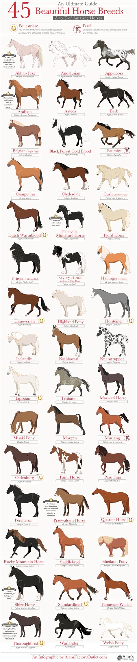 45 Beautiful Horse Breeds [Infographic]