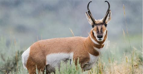 Pronghorn vs Antelope: What Are Their Differences? - IMP WORLD