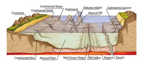 [Solved] Which of the following is the shallowest part of the ocean s