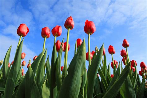 Free Images : grass, sky, field, flower, petal, tulip, green, red ...