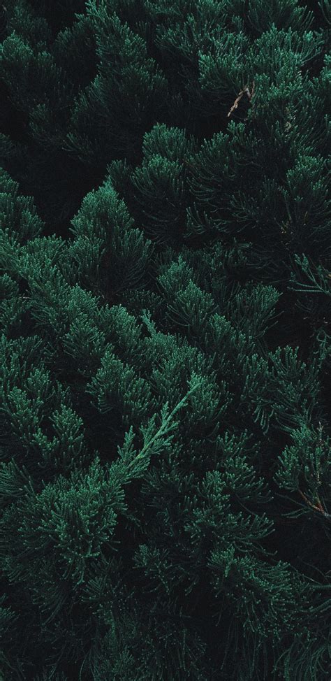 Pine Tree Phone Wallpapers - Wallpaper Cave