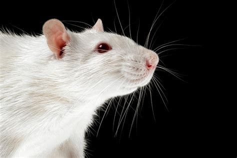 Laboratory Rat Photograph by Coneyl Jay/science Photo Library - Fine Art America