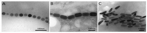 Molecules | Free Full-Text | Applications of Magnetotactic Bacteria ...