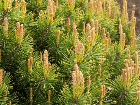 Pine, Mugo Pumilio - Campbell's Nursery