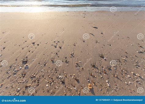 Nice Sandy Beach and Shells Stock Image - Image of landscape, beautiful: 127500431