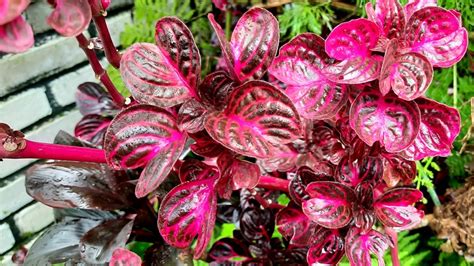 Bloodleaf Plant: Everything You Should Know Before Planting