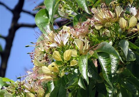 THREE LEAVED CAPER ( CRATAEVA NURVALA ) - Kerala Naturals