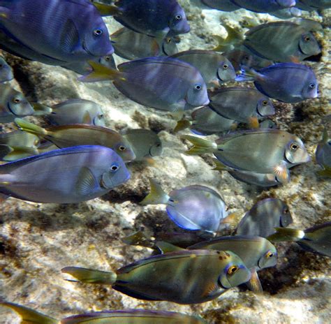 Daily Photos in St. Thomas: Sapphire Beach - Best Snorkeling day yet Part School is in Session