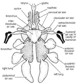 Air Sacs of Pigeon | Bird | Columba livia | Diagram | Note - Swarborno